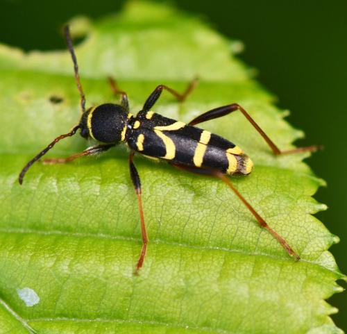 Clytus arietis